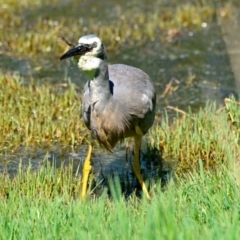 Egretta novaehollandiae at Jerrabomberra Wetlands - 18 Jan 2024