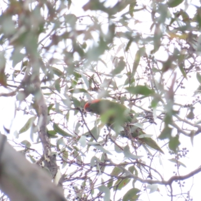 Glossopsitta concinna (Musk Lorikeet) at Federal Golf Course - 16 Jan 2024 by BenW