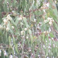 Glossopsitta concinna at Federal Golf Course - 16 Jan 2024