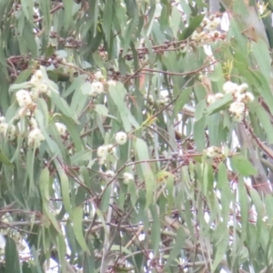 Glossopsitta concinna at Federal Golf Course - 16 Jan 2024 12:46 PM