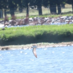 Chlidonias leucopterus (White-winged Black Tern) at Fyshwick Sewerage Treatment Plant - 17 Jan 2024 by BenW