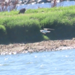 Chlidonias leucopterus at Fyshwick Sewerage Treatment Plant - 18 Jan 2024 10:21 AM
