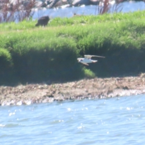 Chlidonias leucopterus at Fyshwick Sewerage Treatment Plant - 18 Jan 2024 10:21 AM