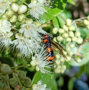 Pterygophorus cinctus at Holt, ACT - 18 Jan 2024