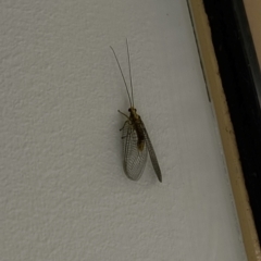 Nothancyla verreauxi (A Green Lacewing (with wide wings)) at Namadgi National Park - 4 Dec 2023 by 8Illbugyou8