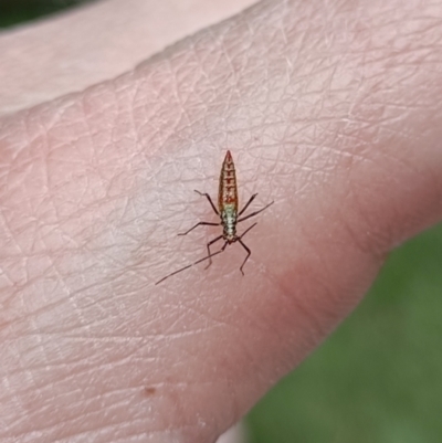 Rayieria acaciae (Acacia-spotting bug) at Holt, ACT - 22 Nov 2023 by 8Illbugyou8