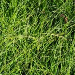 Microlaena stipoides (Weeping Grass) at Symonston, ACT - 18 Jan 2024 by Mike