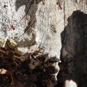 Papyrius sp. (genus) at Callum Brae - suppressed