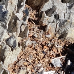 Papyrius sp. (genus) at Callum Brae - suppressed