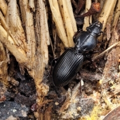 Eurylychnus sp. (genus) (Predaceous ground beetle) at Glen Allen, NSW - 18 Jan 2024 by trevorpreston
