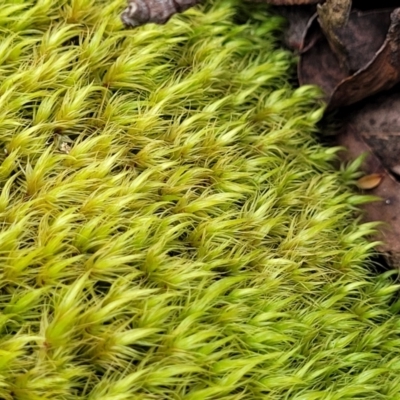 Campylopus (A moss) at South East Forest National Park - 18 Jan 2024 by trevorpreston