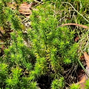 Acrotriche serrulata at South East Forest National Park - 18 Jan 2024