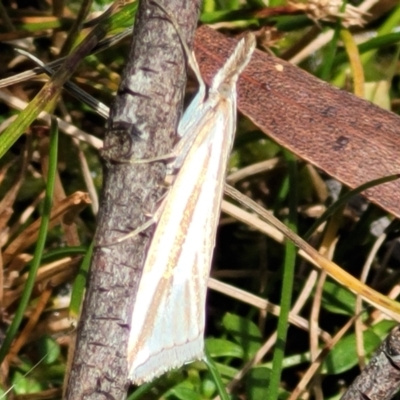 Hednota species near grammellus (Pyralid or snout moth) at Nunnock Swamp - 18 Jan 2024 by trevorpreston
