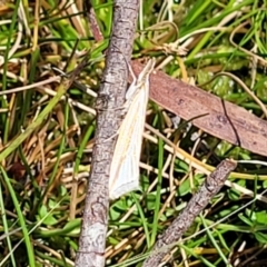 Hednota species near grammellus at South East Forest National Park - 18 Jan 2024 02:34 PM