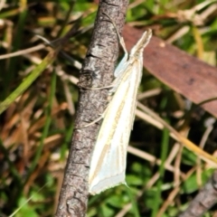 Hednota species near grammellus at South East Forest National Park - 18 Jan 2024