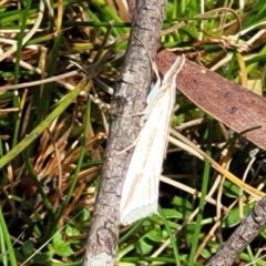 Hednota species near grammellus at South East Forest National Park - 18 Jan 2024