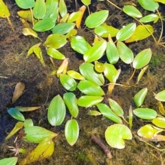 Potamogeton sp. at South East Forest National Park - 18 Jan 2024