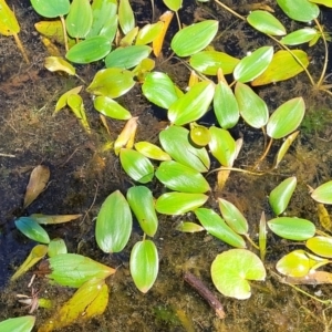 Potamogeton sp. at South East Forest National Park - 18 Jan 2024