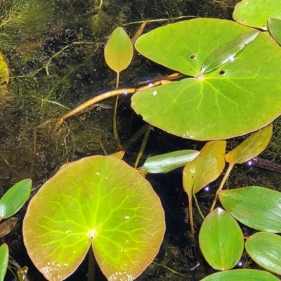 Nymphoides sp. (A Marshwort) at Nunnock Swamp - 18 Jan 2024 by trevorpreston