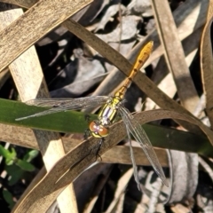 Nannophya dalei (Eastern Pygmyfly) at Nunnock Swamp - 18 Jan 2024 by trevorpreston