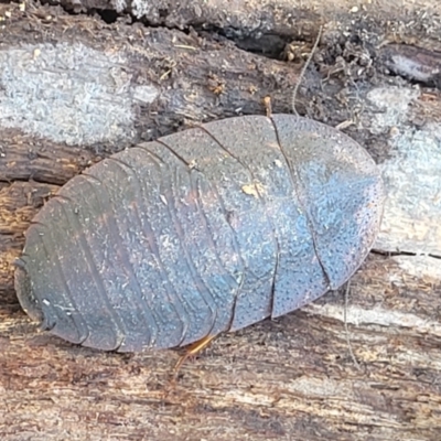 Laxta sp. (genus) (Bark cockroach) at Glen Allen, NSW - 18 Jan 2024 by trevorpreston