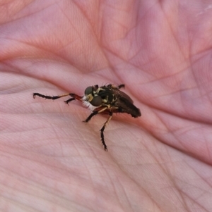 Thereutria amaraca at Holt, ACT - 18 Jan 2024 06:14 PM