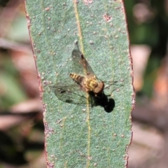 Chrysopilus sp. (genus) (A snipe fly) at Nunnock Swamp - 18 Jan 2024 by trevorpreston