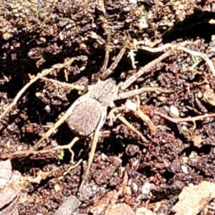 Unidentified Spider (Araneae) at South East Forest National Park - 18 Jan 2024 by trevorpreston