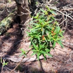 Leucopogon affinis at South East Forest National Park - 18 Jan 2024