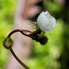 Drosera peltata (Shield Sundew) at South East Forest National Park - 18 Jan 2024 by trevorpreston