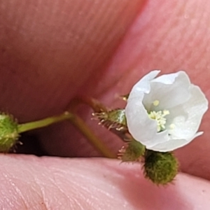 Drosera peltata at South East Forest National Park - 18 Jan 2024