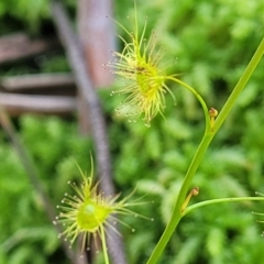 Drosera peltata at South East Forest National Park - 18 Jan 2024 02:17 PM