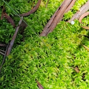 Drosera peltata at South East Forest National Park - 18 Jan 2024