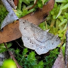 Rhinodia rostraria (Necklace Geometrid) at South East Forest National Park - 18 Jan 2024 by trevorpreston