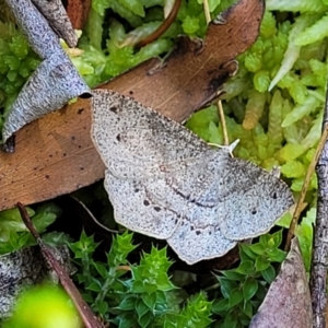 Rhinodia rostraria at South East Forest National Park - 18 Jan 2024 02:16 PM