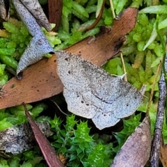 Rhinodia rostraria at South East Forest National Park - 18 Jan 2024