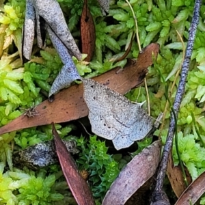 Rhinodia rostraria at South East Forest National Park - 18 Jan 2024