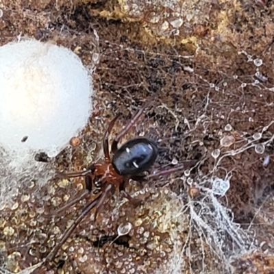 Storena cyanea (Ant-hunter spider) at Nunnock Swamp - 18 Jan 2024 by trevorpreston