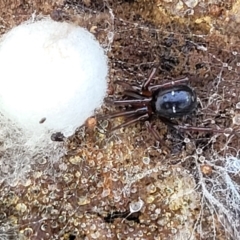 Storena cyanea at South East Forest National Park - 18 Jan 2024