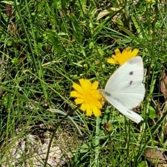 Pieris rapae (Cabbage White) at Nunnock Swamp - 18 Jan 2024 by trevorpreston