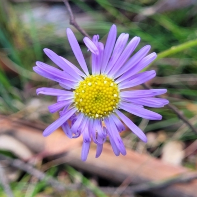 Brachyscome spathulata (Coarse Daisy, Spoon-leaved Daisy) at South East Forest National Park - 18 Jan 2024 by trevorpreston