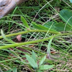 Brachyscome spathulata at South East Forest National Park - 18 Jan 2024