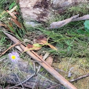 Brachyscome spathulata at South East Forest National Park - 18 Jan 2024