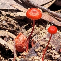 Cruentomycena viscidocruenta (Ruby Mycena) at Nunnock Swamp - 18 Jan 2024 by trevorpreston