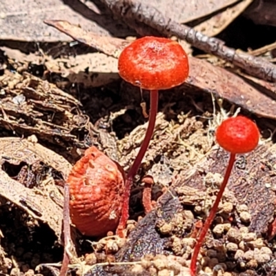 Cruentomycena viscidocruenta (Ruby Mycena) at South East Forest National Park - 18 Jan 2024 by trevorpreston