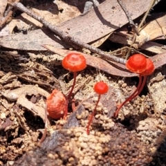 Cruentomycena viscidocruenta at South East Forest National Park - 18 Jan 2024