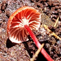 Cruentomycena viscidocruenta at South East Forest National Park - 18 Jan 2024