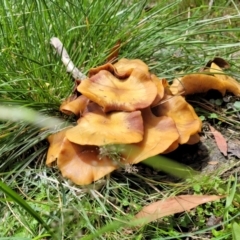 Armillaria sp. (A honey fungus) at Glen Allen, NSW - 18 Jan 2024 by trevorpreston