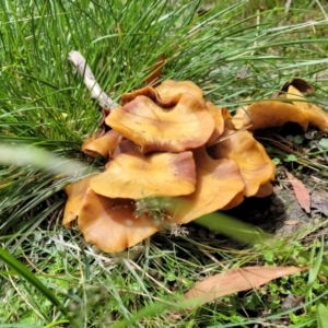 Armillaria sp. at South East Forest National Park - 18 Jan 2024