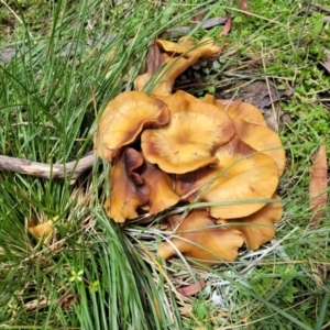 Armillaria sp. at South East Forest National Park - 18 Jan 2024